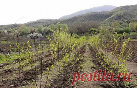 Как выбрать и когда сажать саженцы плодовых деревьев | Дача - впрок