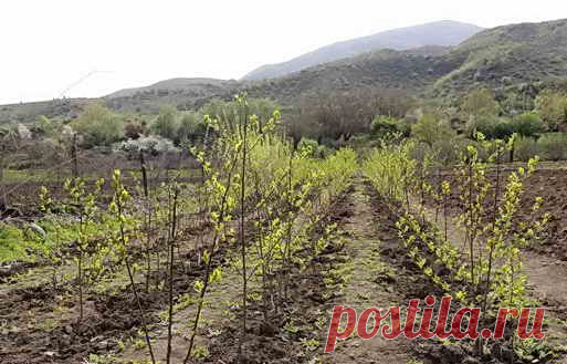 Как выбрать и когда сажать саженцы плодовых деревьев | Дача - впрок