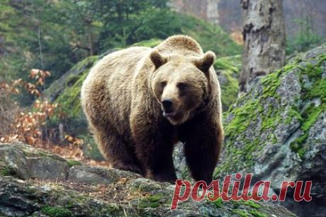 В российском регионе медведь растерзал бампер сбившего его автомобиля. В Хабаровском крае медведь разорвал кузов сбившего его на трассе автомобиля. Об этом сообщает AmurMediа. По информации агентства, авария произошла на 149-м километре трассы Хабаровск — Лидога — Ванино. Животное неожиданно выскочило на оживленную дорогу, а водитель легкового автомобиля не успел затормозить.