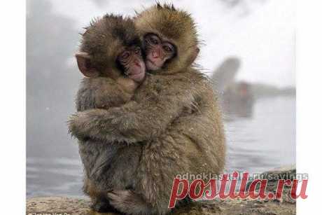 Обнимайте друг друга почаще
и дарите друг другу тепло,
пусть глаза на вас люди таращат -
обнимайтесь всем бедам на зло...
в лютый зной и в холодную стужу,
каждый день, каждый час, каждый миг,
обнимайте друзей и подружек,
обнимайте любимых своих...