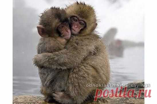 Обнимайте друг друга почаще
и дарите друг другу тепло,
пусть глаза на вас люди таращат -
обнимайтесь всем бедам на зло...
в лютый зной и в холодную стужу,
каждый день, каждый час, каждый миг,
обнимайте друзей и подружек,
обнимайте любимых своих...