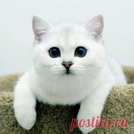 Почему стоит завести кота?