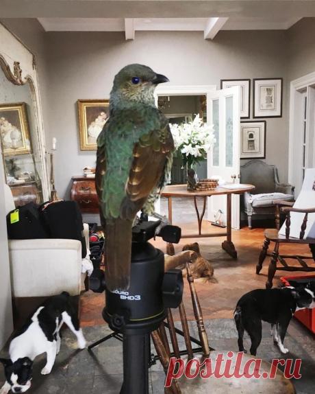 Эмоциональные портреты птиц от Лейлы Джеффрис