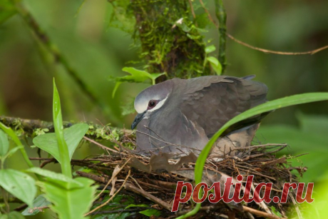 Сем. Голубиные (Columbidae)
Верагуанский земляной голубь (Geotrygon veraguensis)