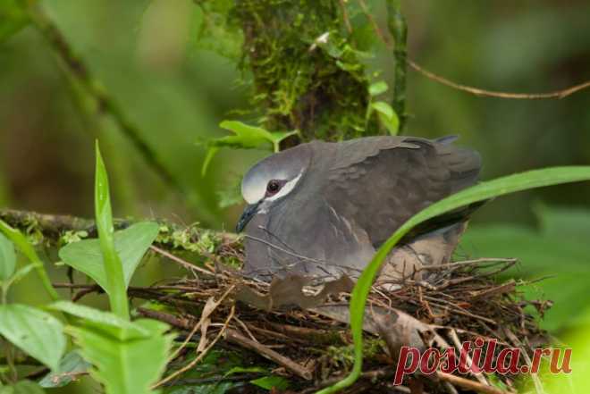 Сем. Голубиные (Columbidae)
Верагуанский земляной голубь (Geotrygon veraguensis)