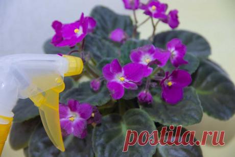 Как спасти фиалку: 3 признака скорой гибели цветка - Калейдоскоп событий Много лет назад я все подоконники обставила горшками с фиалками. Очень мне нравились эти небольшие милые растения с цветками разных оттенков. Какая уютная сразу же атмосфера в доме! К сожалению, […]