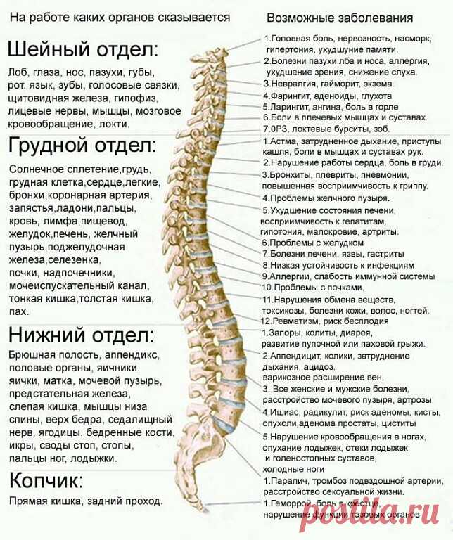 На работе каких органов сказывается