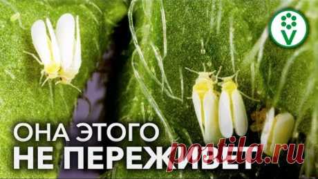 БОРЬБА С БЕЛОКРЫЛКОЙ НАЧИНАЕТСЯ ОСЕНЬЮ. Избавляемся от белокрылки на следующий год!