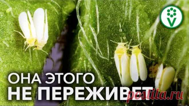 БОРЬБА С БЕЛОКРЫЛКОЙ НАЧИНАЕТСЯ ОСЕНЬЮ. Избавляемся от белокрылки на следующий год!