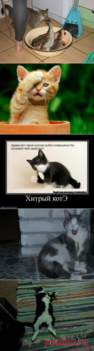 Котоматрица - хвостатые воришки / Болталка / Юмор