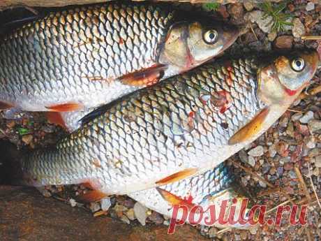 Голавля на мормышку