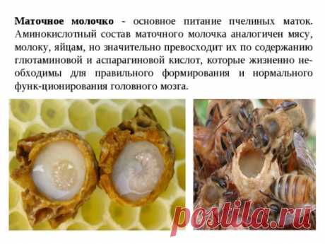 Польза маточного молочка