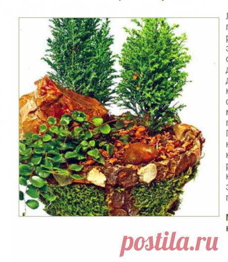 Как сделать декоративную композицию «Хвойный лес». Мастер-класс | Дача - впрок