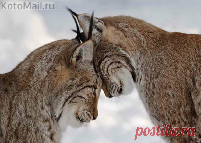 Очаровательная парочка