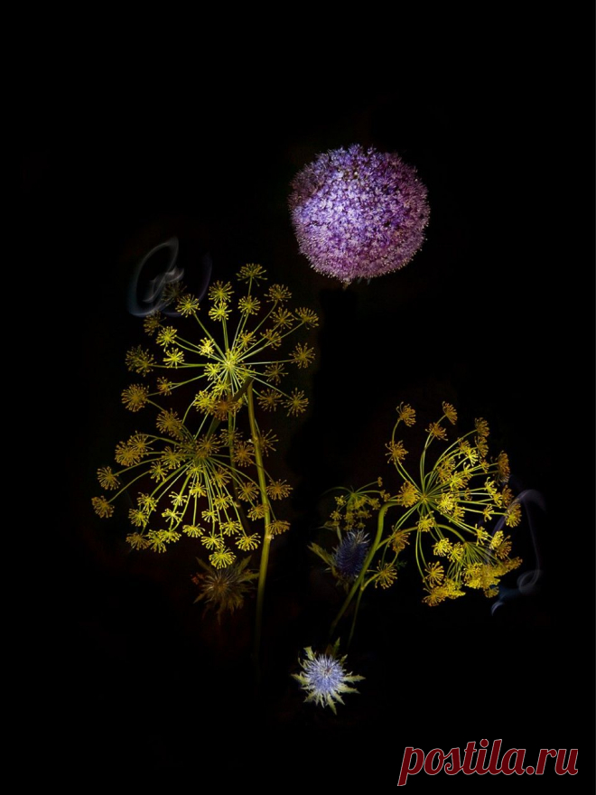 Удивительные фейерверки из цветов Сары Илленбергер