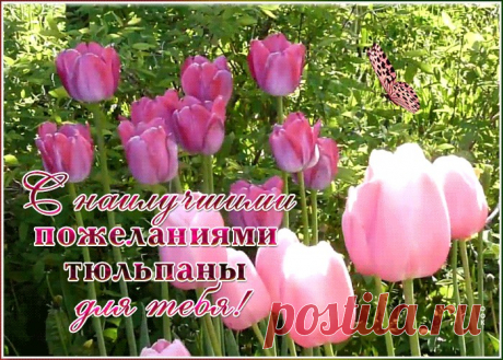 Открытка розовые тюльпаны