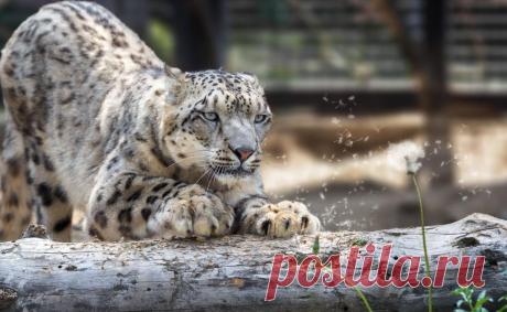 Ирбис (Снежный барс) из Красной книги: 35+ фото, где обитает