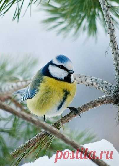 Певчие Птицы