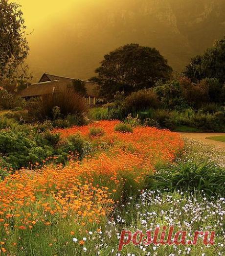 Kirstenbosch with Table Mountain in the background, South Africa. Photo by Victor Geere on Flickr.com. Kirstenbosch is the most famo… | Pinterest: инструмент для поиска и хранения интересных идей