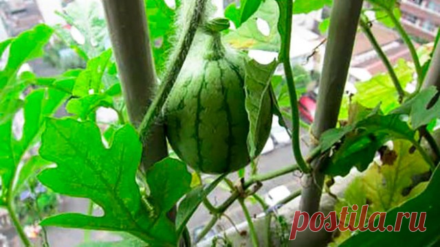 Выращивание Арбуз в контейнерах | Как вырастить арбуз в горшке Вертикально | Балкон Сад Интернет