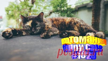 Вам нравится смотреть смешные видео про кошек? Тогда мы уверены, Вам понравится наше видео 😍. Также на котомании Вас ждут: видео кот,видео кота,видео коте,видео котов,видео кошек,видео кошка,видео кошки,видео о котах, видео про смешные, видео смешное о кошках, видео эти смешные кошки, котики смешное, кошка видео смешные, кошки 2020, приколы про животных до слез, прикольные коты, с котом, смешное о кошках, смешные животные бесплатно, смешные кошки видео