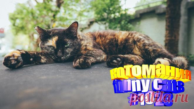 Вам нравится смотреть смешные видео про кошек? Тогда мы уверены, Вам понравится наше видео 😍. Также на котомании Вас ждут: видео кот,видео кота,видео коте,видео котов,видео кошек,видео кошка,видео кошки,видео о котах, видео про смешные, видео смешное о кошках, видео эти смешные кошки, котики смешное, кошка видео смешные, кошки 2020, приколы про животных до слез, прикольные коты, с котом, смешное о кошках, смешные животные бесплатно, смешные кошки видео