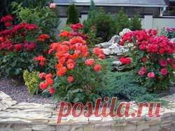 Ошибки при укрытии роз: что нужно знать? / Асиенда.ру