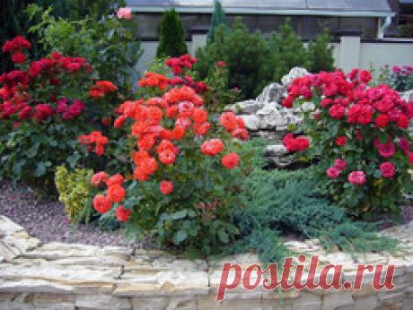 Ошибки при укрытии роз: что нужно знать? / Асиенда.ру