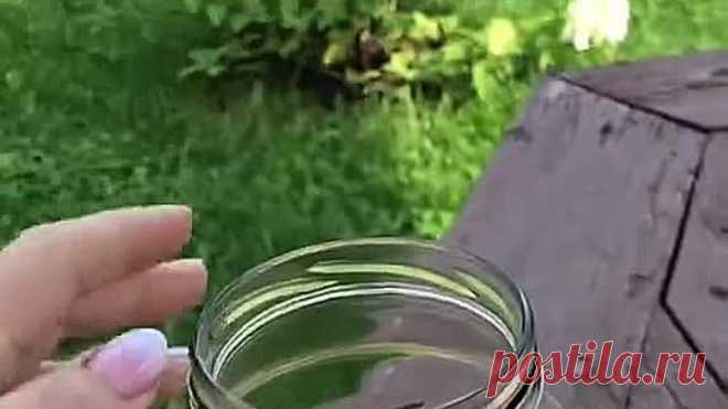 Слизни - как с ними бороться!👌📌