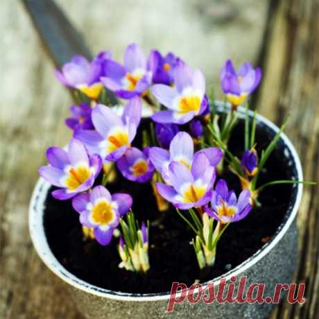 5 НАТУРАЛЬНЫХ ПОДКОРМОК ДЛЯ ДОМАШНИХ РАСТЕНИЙ