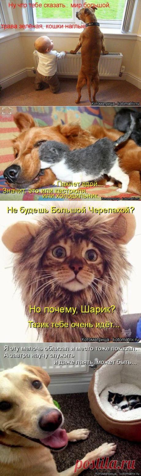 Позитив зверский. Кошатина любимая, с надписями для хорошего настроения