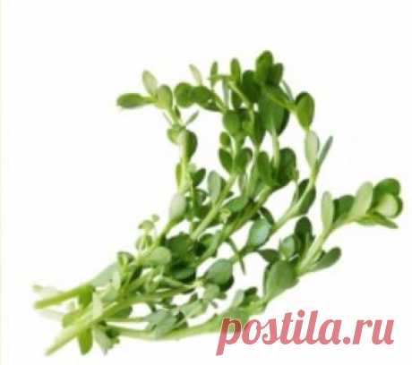 купить Brahmi (Брами) тоник для мозга | г. Санкт-Петербург Careprost26.ru