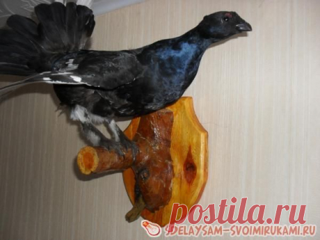 Как сделать чучело из птицы