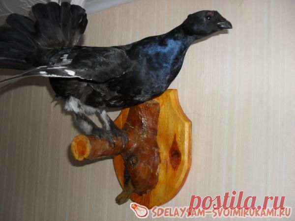 Как сделать чучело из птицы