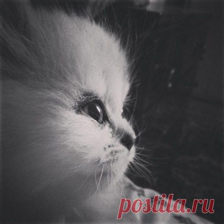 новое фото Марсика. Лобик круглый, как яблочко!