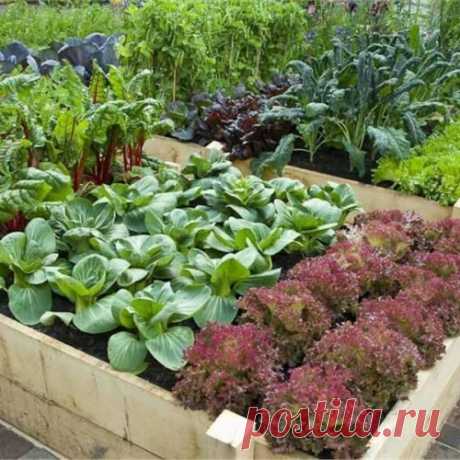 Зачем солить грядки