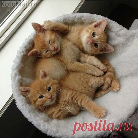 Рыжики