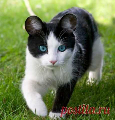 Смешные кошки с необычными ушами)