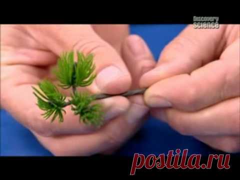 Мастера рукоделия - рукоделие для дома. Бесплатные мастер-классы, фото и видео уроки - Создание искусственного бонсая