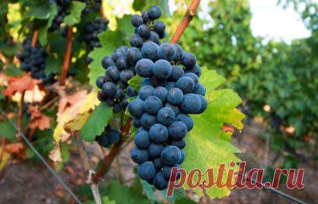 blaue Trauben ehemalige Staatliche Weinbaudomäne Trier-Avelsbach