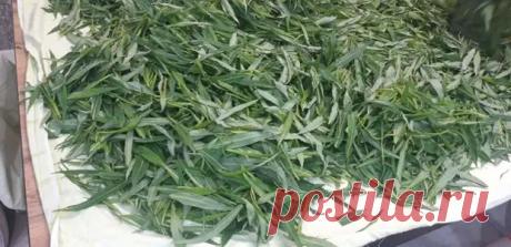 (58) Простой способ сделать вкусный Иван-чай из собранных листьев. Подробная инструкция для начинающих и опытных садоводов - Я строю - 18 июля - 43289901729 - Медиаплатформа МирТесен