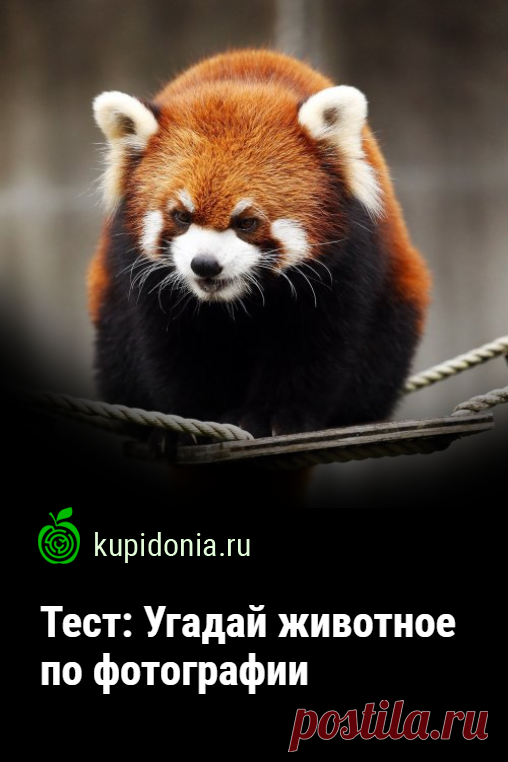 Тест: Угадай животное по фотографии. Развлекательный тест с картинками из серии «В мире животных». Проверь свои знания и визуальную память!