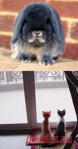 Самые мимимишные животные