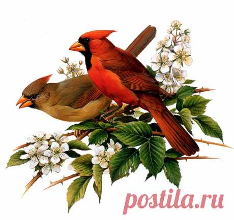 Картины Живой природы. Птицы (109 работ) » Страница 2 » Картины, художники, фотографы на Nevsepic