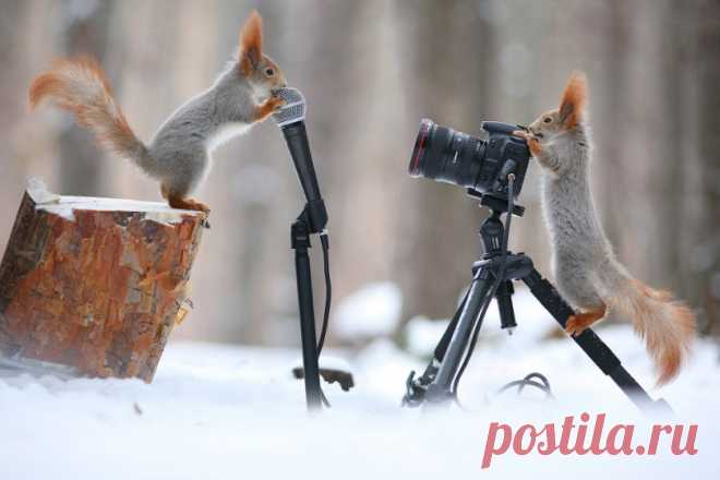 Животные в фотографиях;)) Фотографии прошедей недели — Фотоискусство