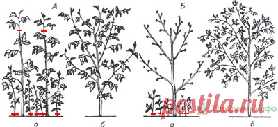 Удобрение малины: подкормка весной и осенью, посадка