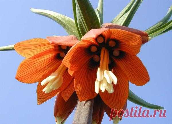 Разведите в саду рябчиков