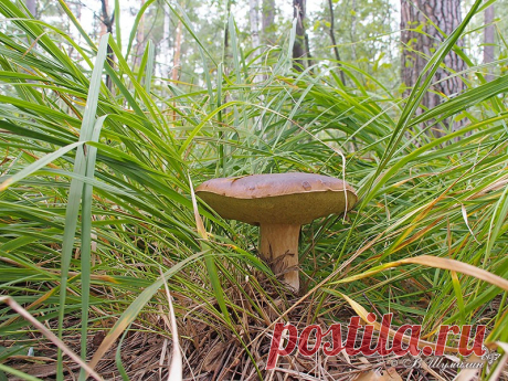 ГРИБНОЕ