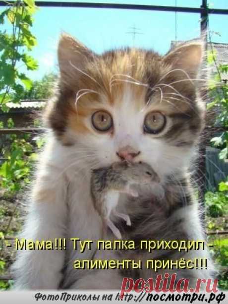 КОТовасия - Коты и кошки