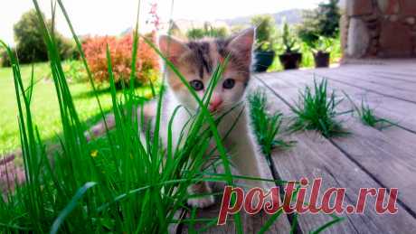 Беспризорные души | Animals | Дзен